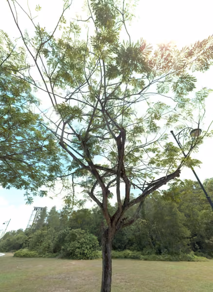 tree photo