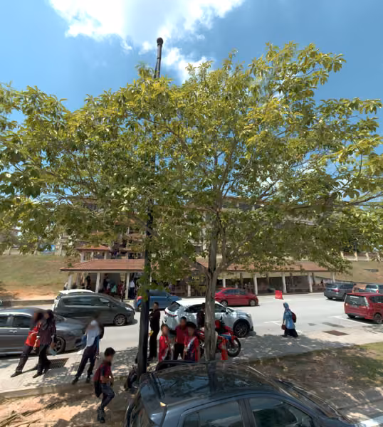 tree photo