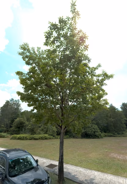tree photo