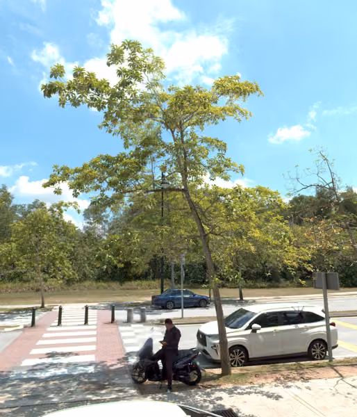 tree photo