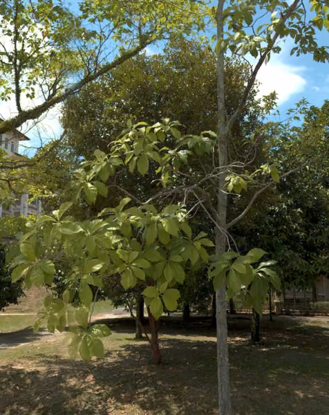 tree photo