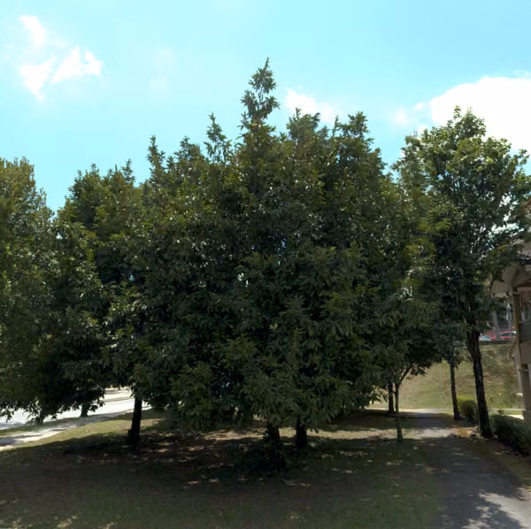 tree photo