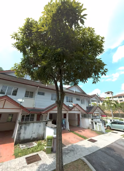 tree photo