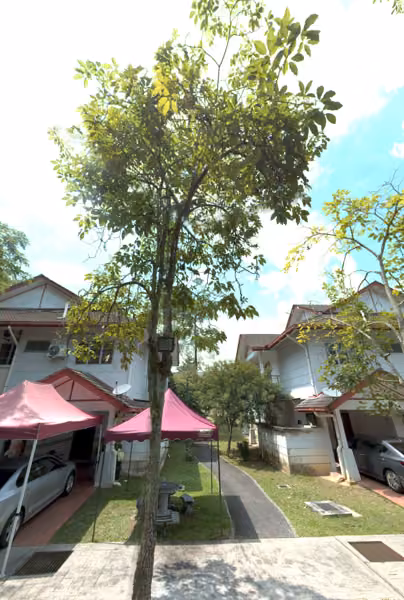 tree photo