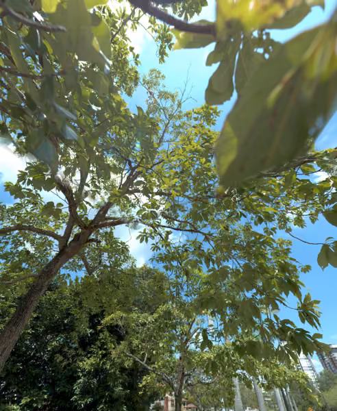 tree photo