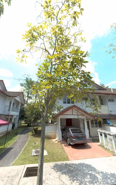 tree photo