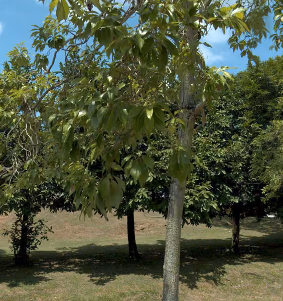 tree photo