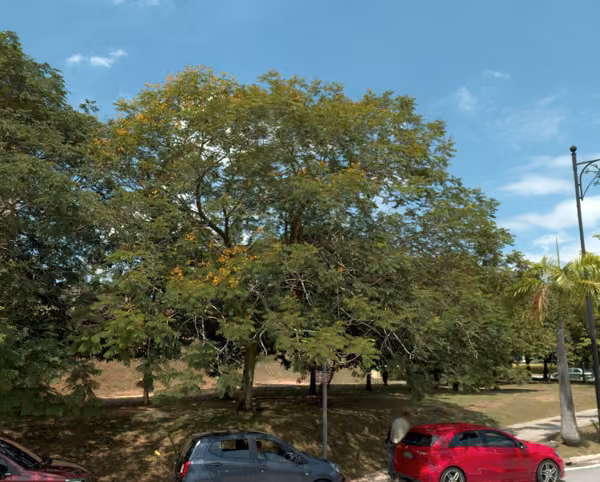 tree photo