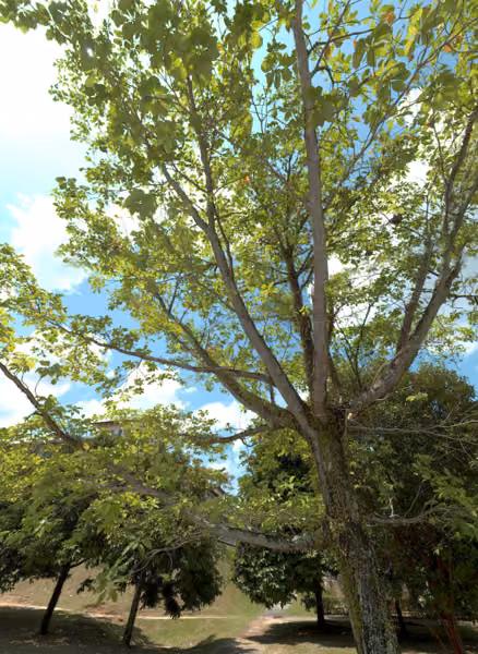 tree photo