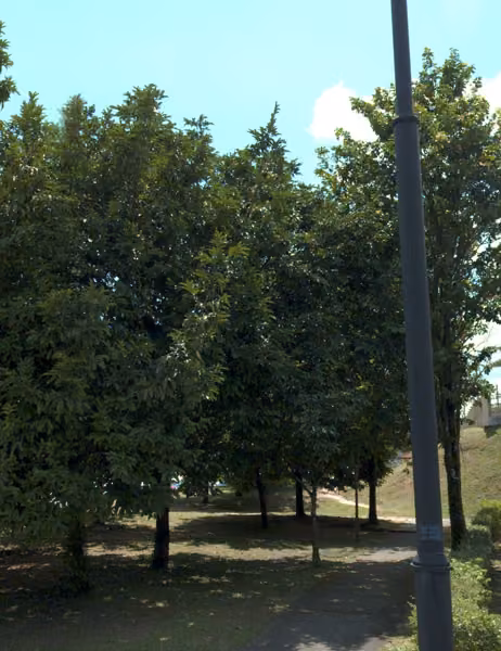 tree photo