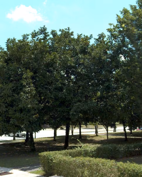 tree photo