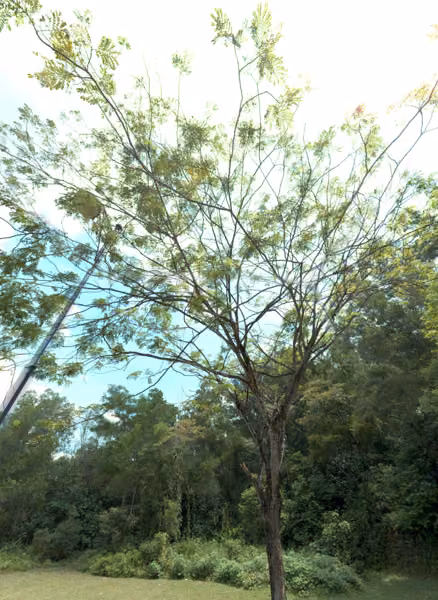 tree photo