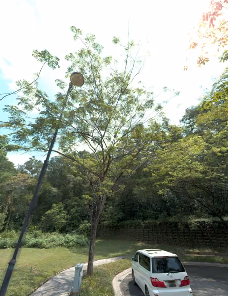 tree photo