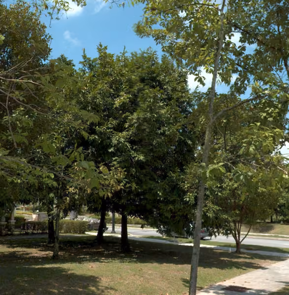tree photo
