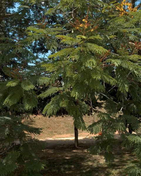 tree photo