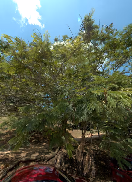 tree photo