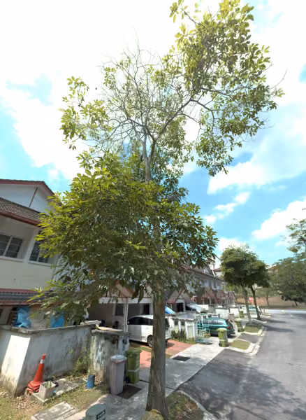 tree photo