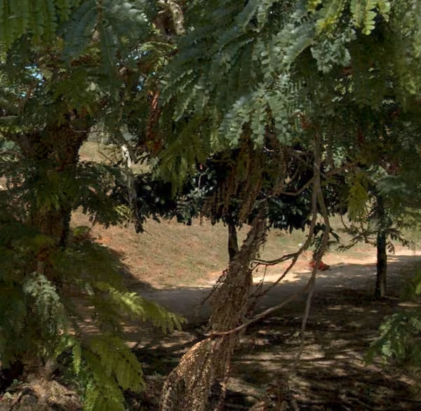 tree photo