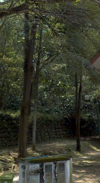 tree photo