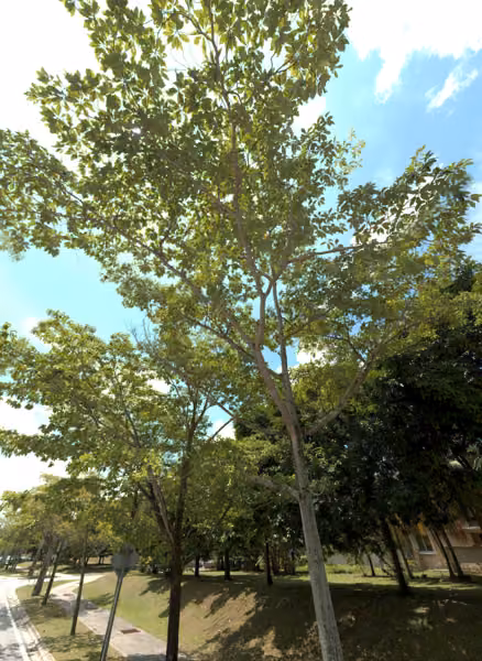 tree photo