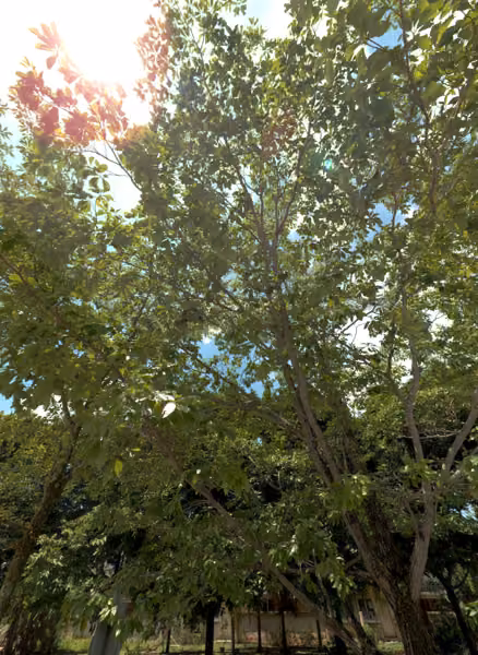 tree photo