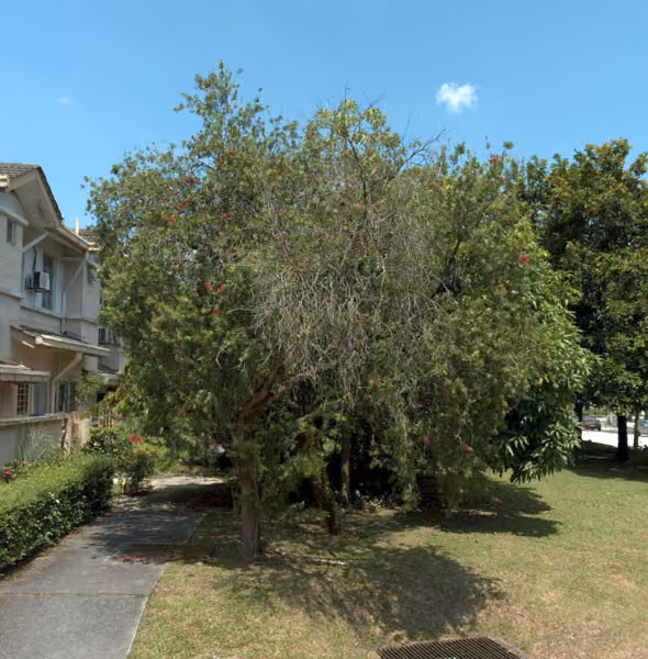 tree photo