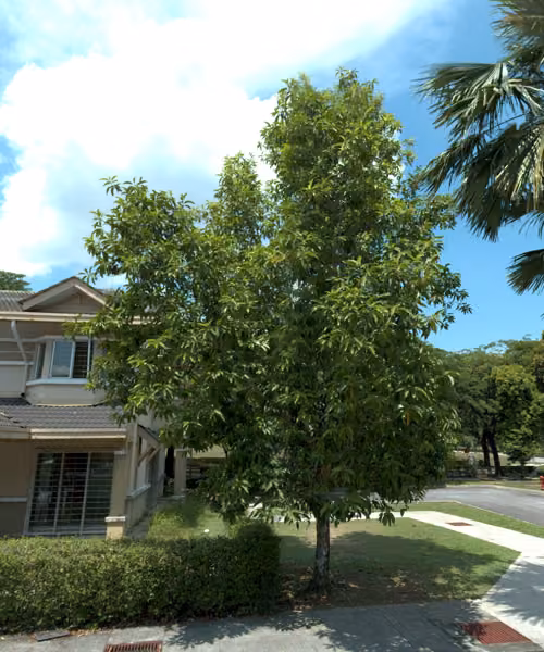 tree photo