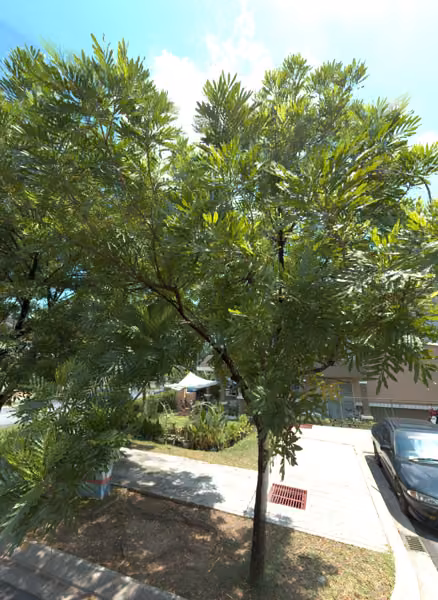 tree photo