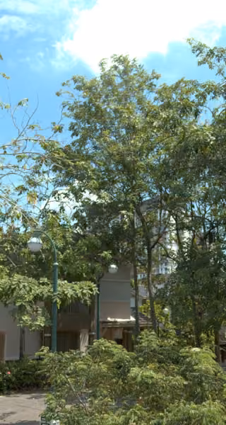 tree photo
