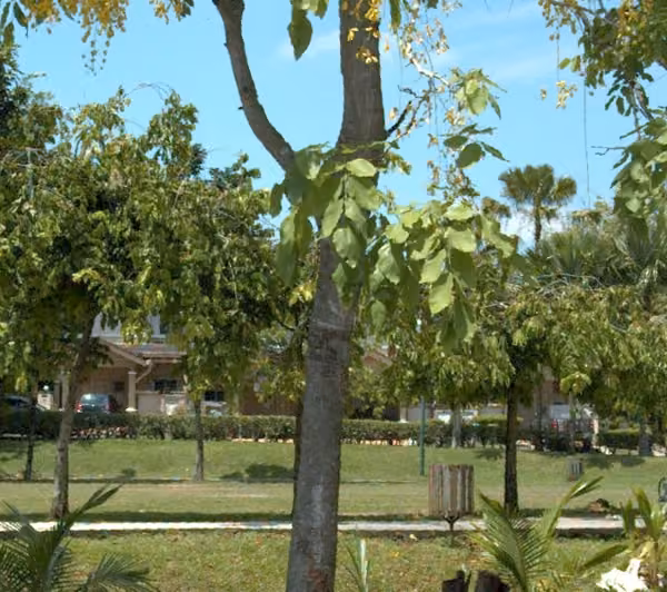 tree photo