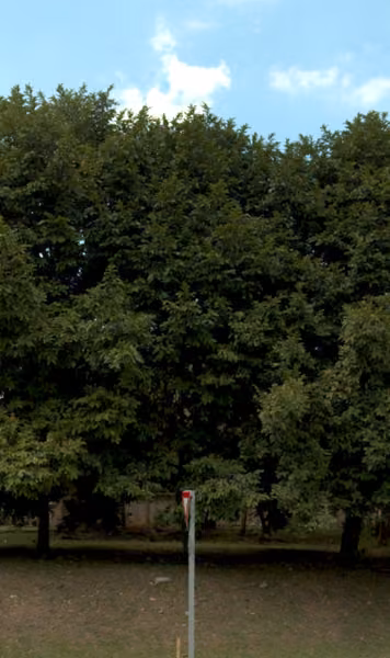 tree photo