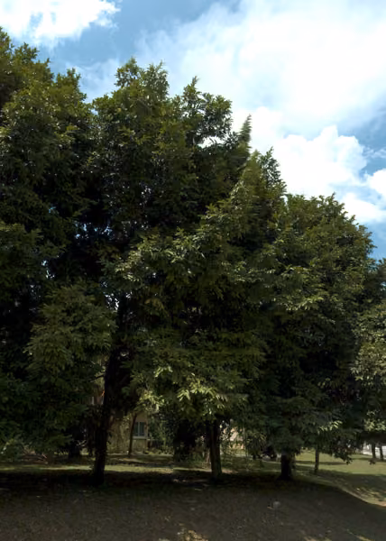 tree photo