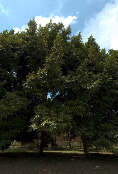tree photo