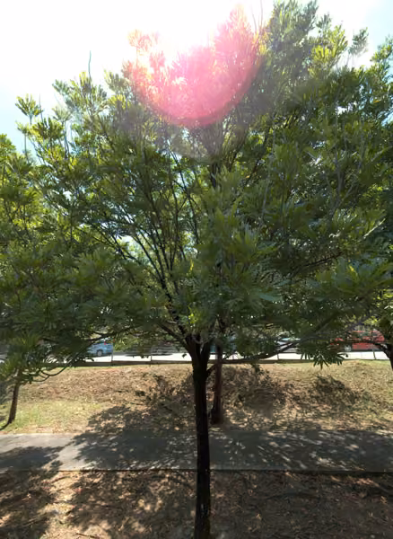 tree photo