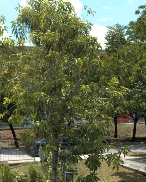 tree photo