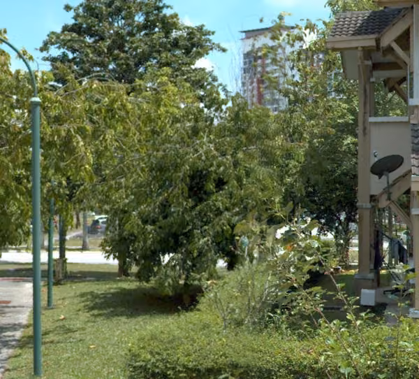 tree photo