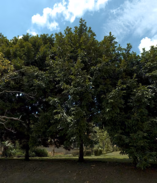 tree photo