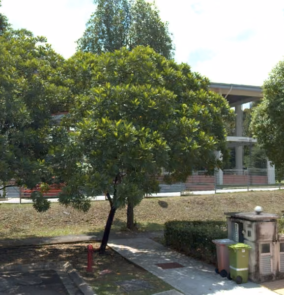 tree photo