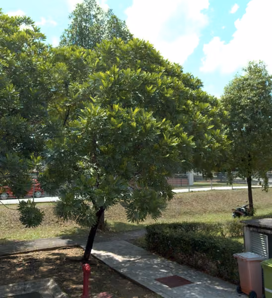tree photo