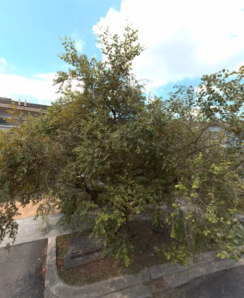 tree photo
