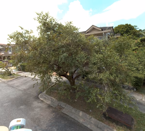 tree photo