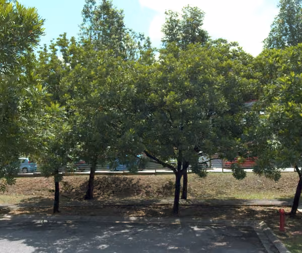 tree photo