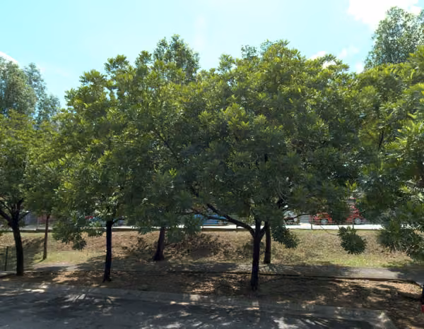 tree photo