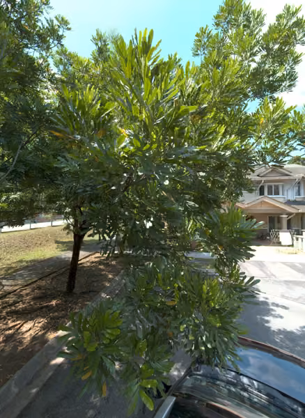 tree photo