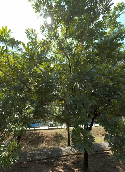 tree photo