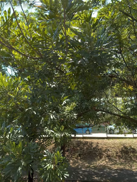 tree photo