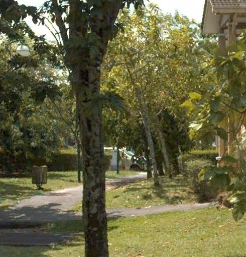 tree photo