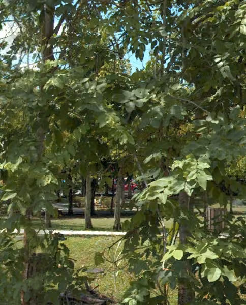 tree photo