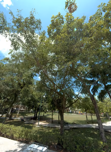 tree photo