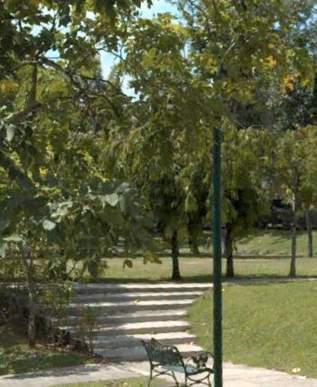 tree photo